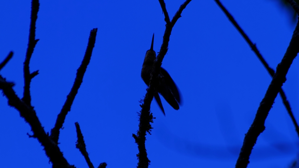 13 - Quetzal NP (13).jpg